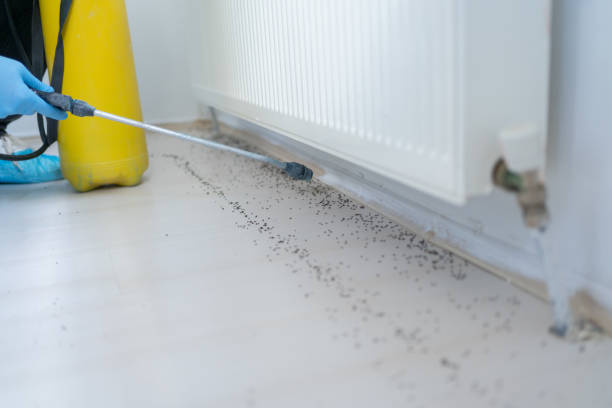 Best Local Pest Control Services  in Bolindale, OH
